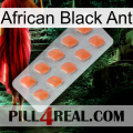 African Black Ant 26